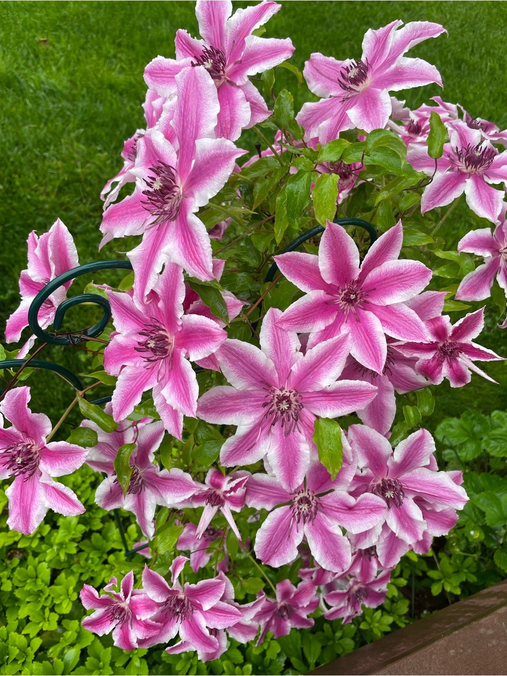 Carnaby Clematis vining Flower, plant & grow an old fashioned Cottage fave